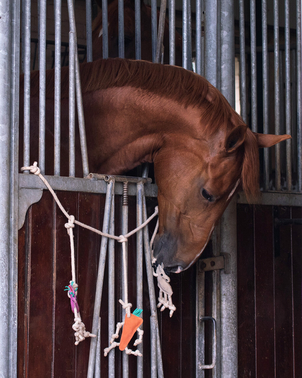 Chestnut horse playing with hanging stable toy featuring rope and plush shapes inside a metal stable